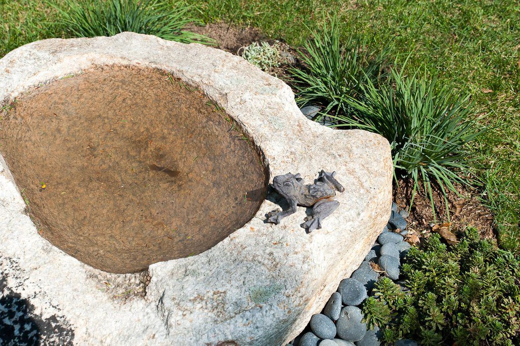 Bronze Garden Frog