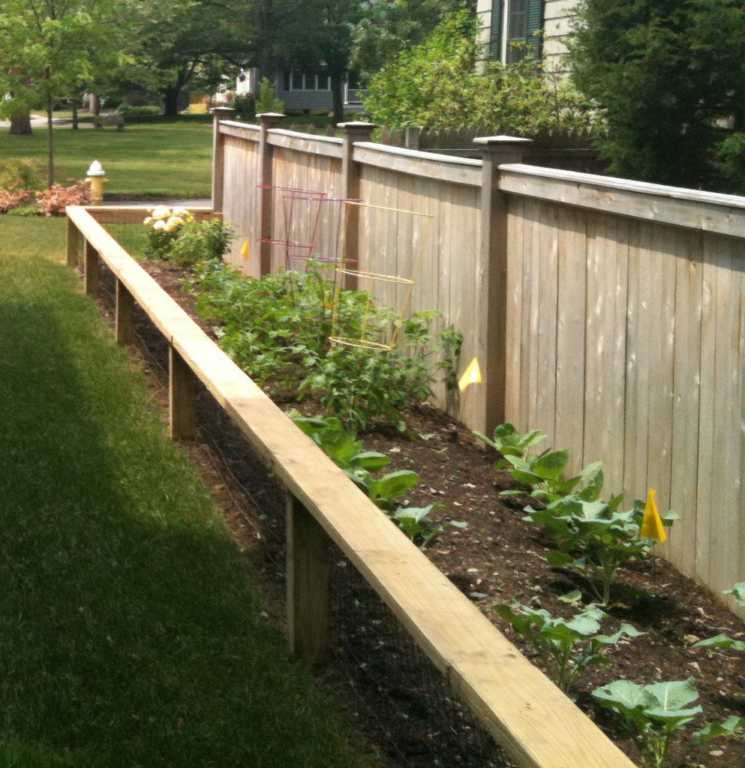 Side Yard Vegetable Garden (Additional View)