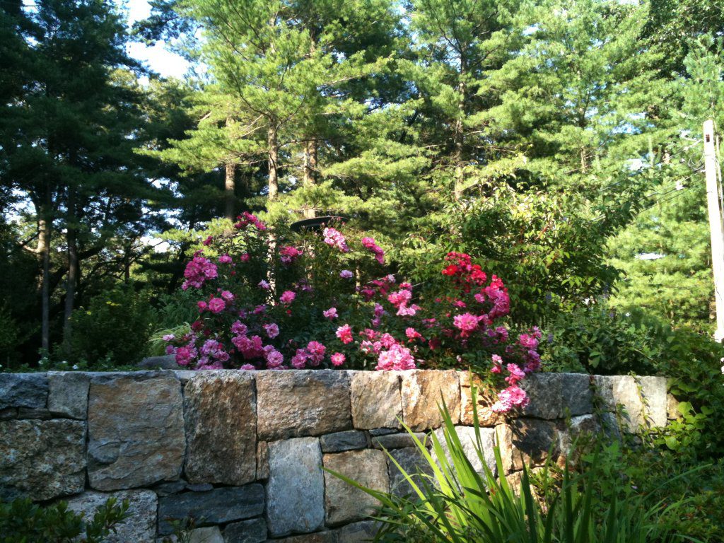 Terrace Wall Rose Garden