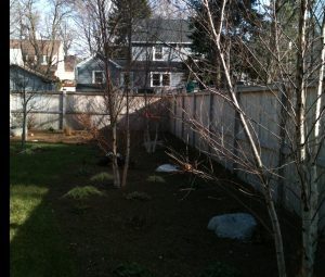 Birch Garden April (1 of 4)