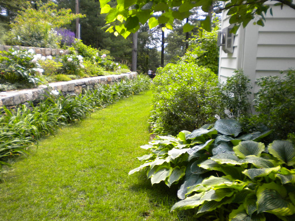 Grass path with wall and hostas
