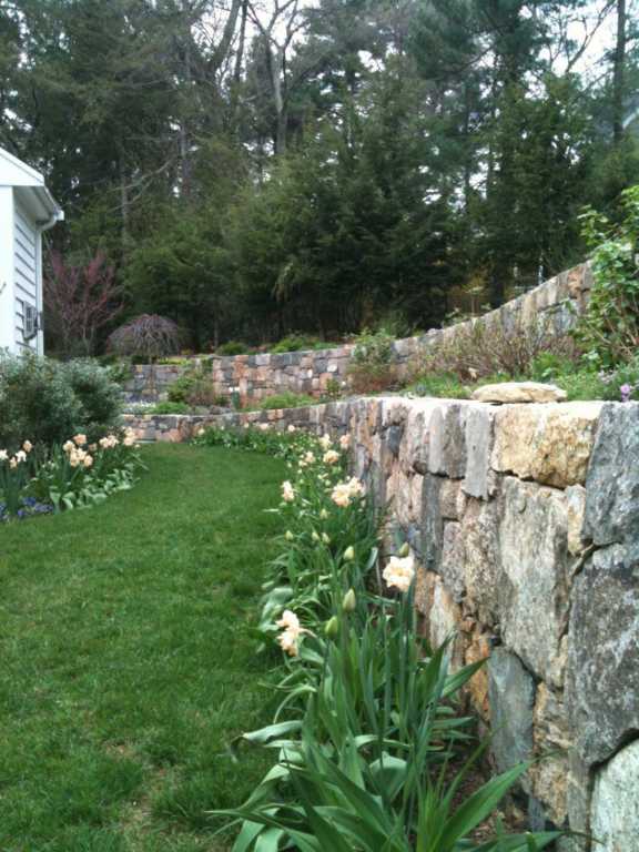 Three Season Lawn Path (Daffodils April-May)