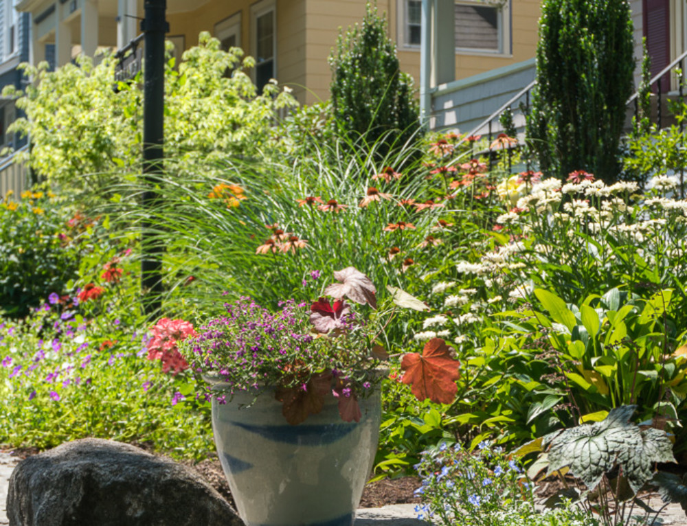 No Mow Front Yard Garden – Terrascapes